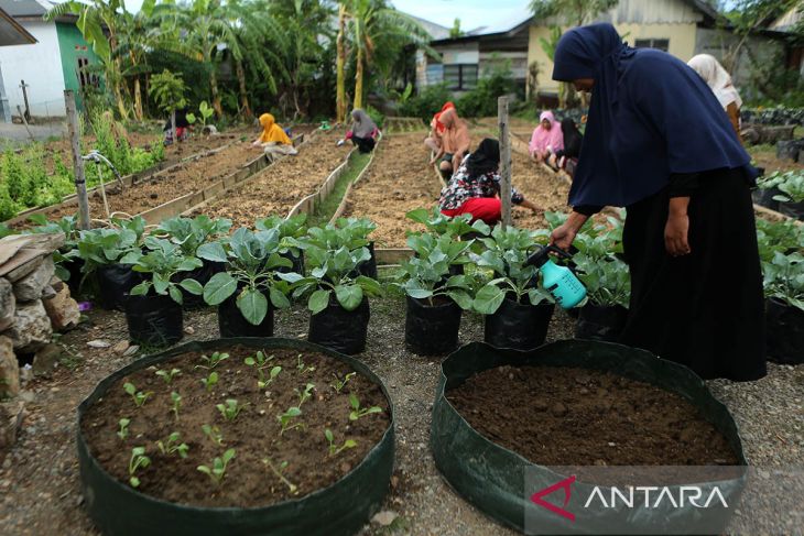 FOTO - Kelompok wanita tani kembangkan holtikultura ketahanan pangan