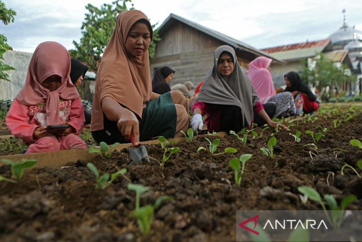 FOTO - Kelompok wanita tani kembangkan holtikultura ketahanan pangan