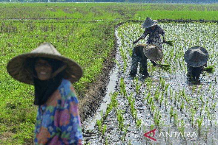 Petani percepat masa tanam padi