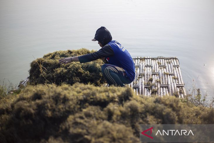 Rencana pemanfaatan rumput laut untuk bioavtur