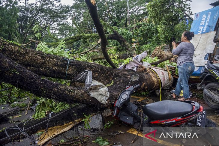 Pohon tumbang akibat angin kencang di Kota Cimahi