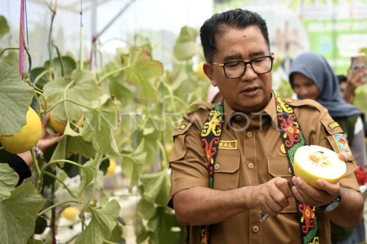 Panen melon budi daya di SMA Samarinda