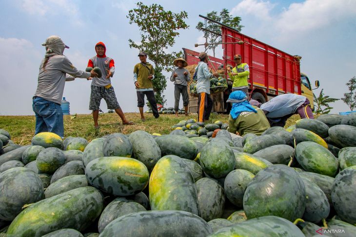 Musim panen raya buah semangka di Nganjuk