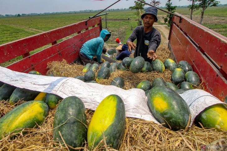 Musim panen raya buah semangka di Nganjuk