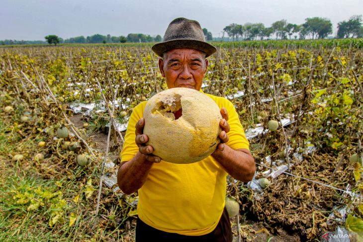 Petani melon di Nganjuk gagal panen