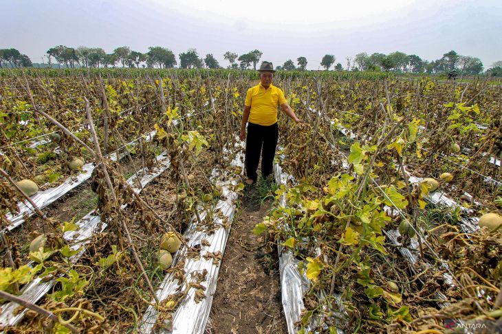 Petani melon di Nganjuk gagal panen