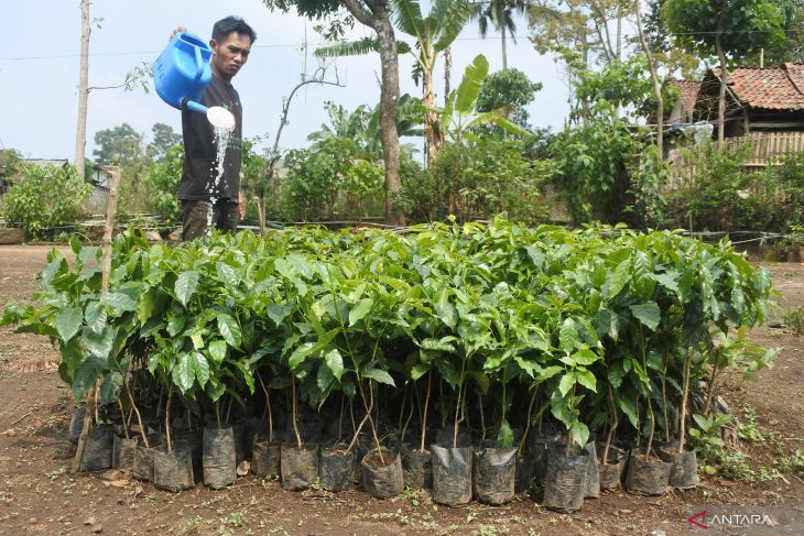 Produksi bibit kopi jenis arabika Bondowoso