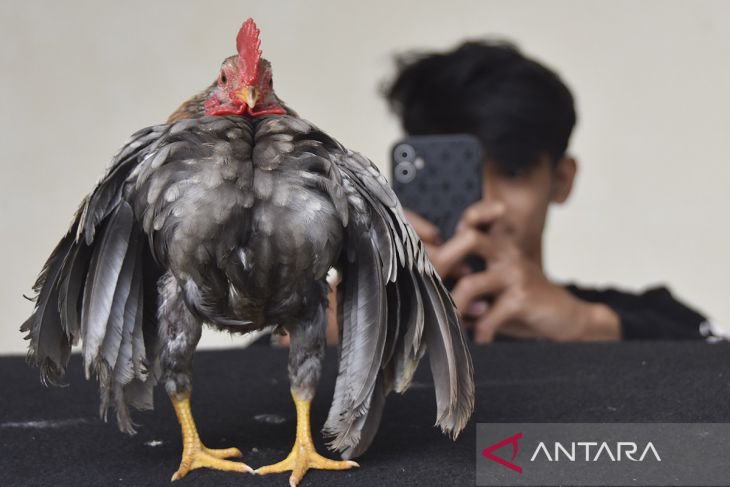 Budidaya ayam serama dari Malaysia