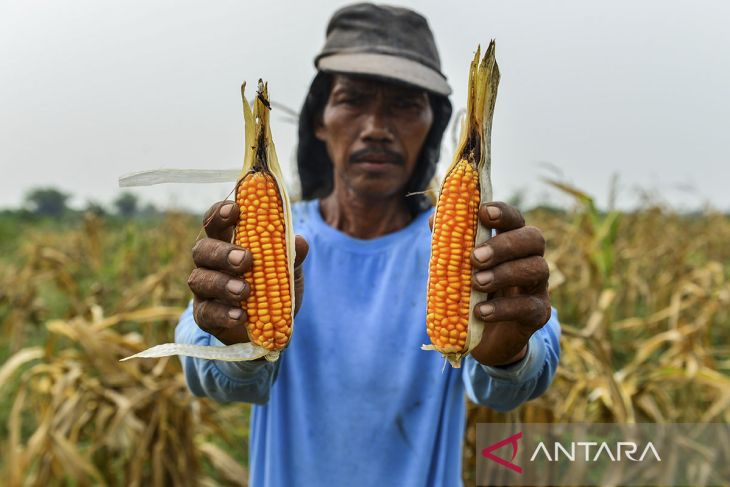 Petani jagung terdampak kemarau