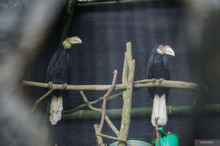 Pelepasliaran burung Julang Emas di kawasan TNBTS