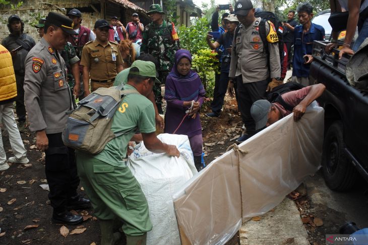 Distribusi logistik Pilkada menggunakan kuda di Jember