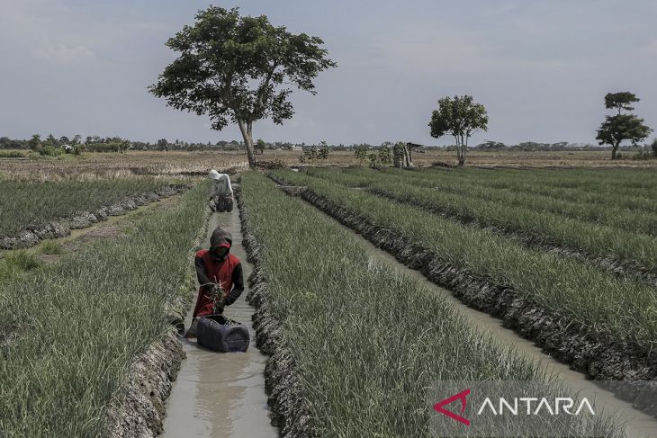 Sekolah lapang produk pertanian hortikultura