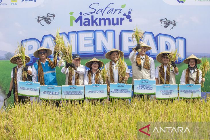 Panen padi Program Makmur