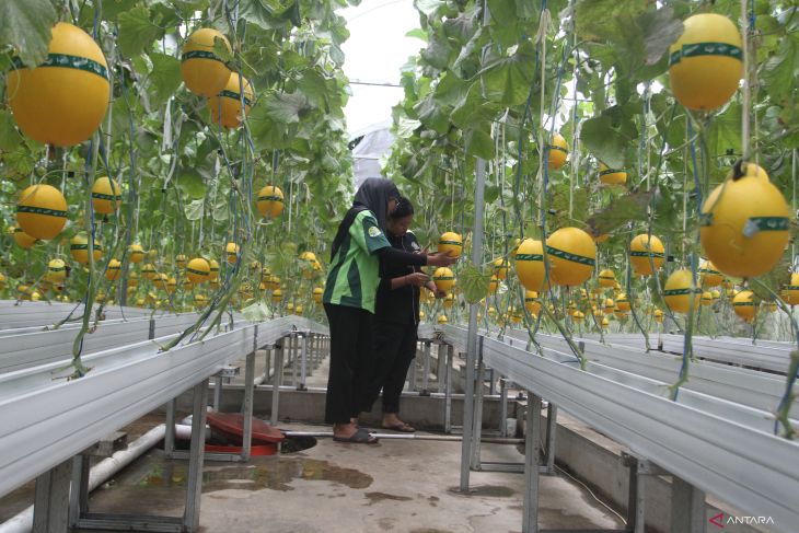 Panen melon hidroponik di Malang