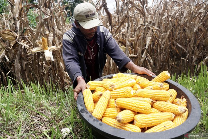 Panen dini pertanian jagung terdampak banjir