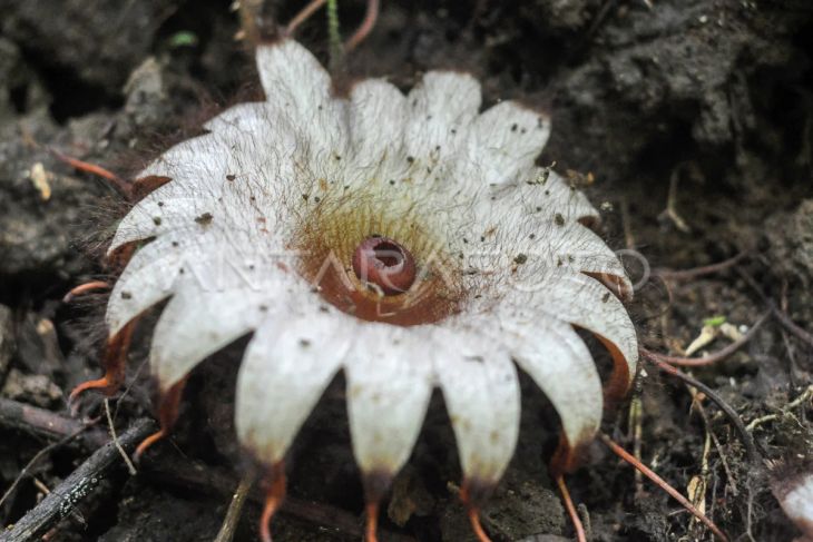 Bunga Rhizanthes mekar di Bengkulu