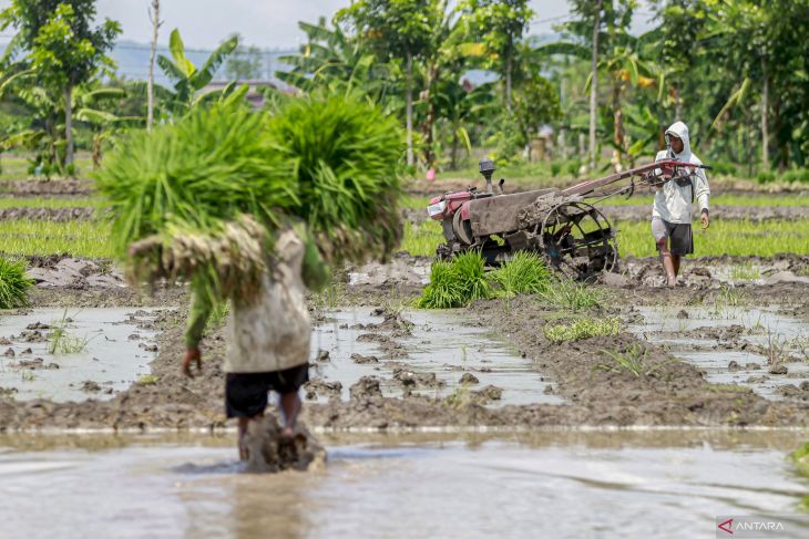 Target pengembangan lahan sawah