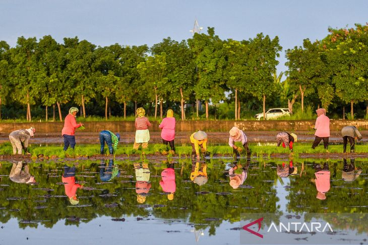 Target pengembangan lahan sawah