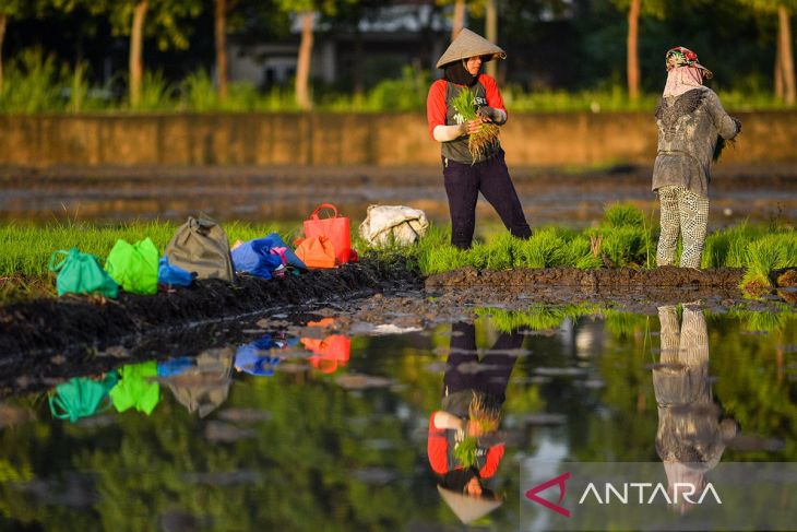 Target pengembangan lahan sawah