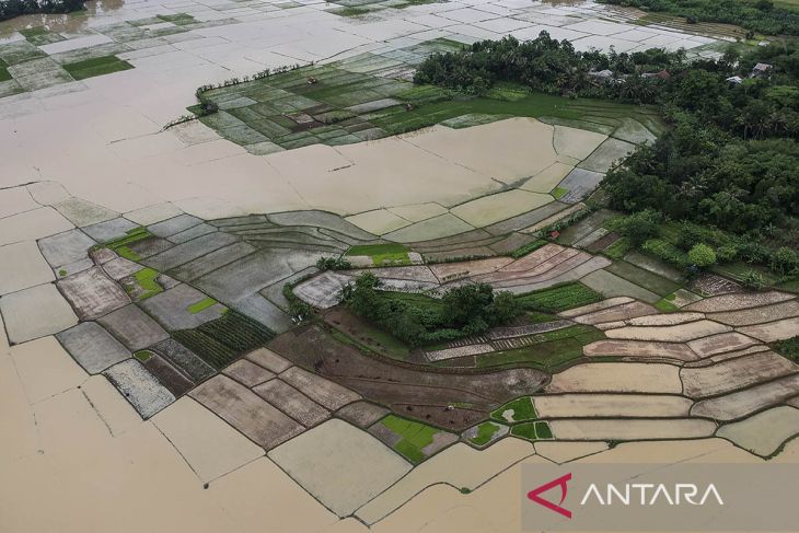 Lahan persawahan terendam banjir di Kabupaten Serang