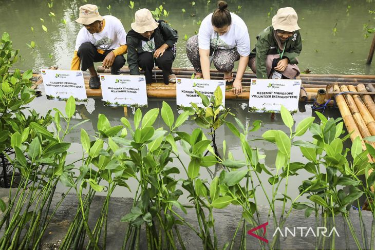 Penanaman mangrove dan pelepasan belangkas di Ketapang Tangerang