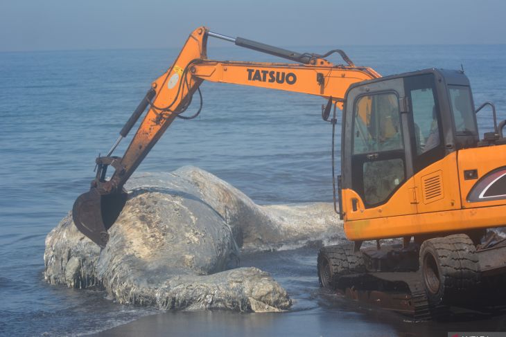 Paus terdampar di Pantai Jember