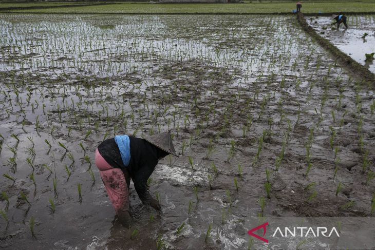 Mentan akan garap 2,3 juta hektare lahan untuk swasembada pangan