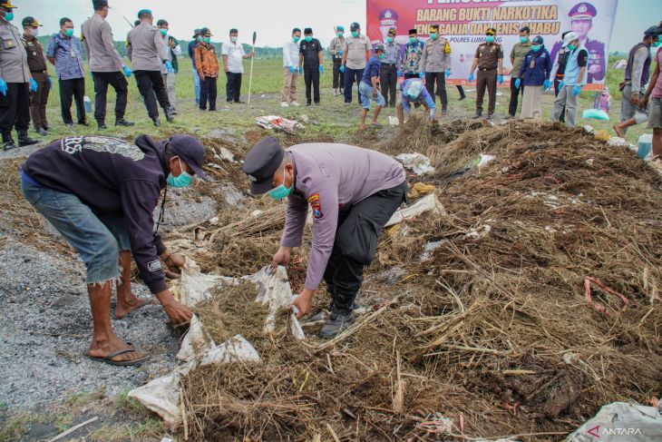 Pemusnahan ganja terkait temuan ladang ganja di Lumajang