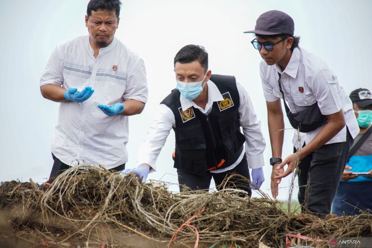 Pemusnahan ganja terkait temuan ladang ganja di Lumajang