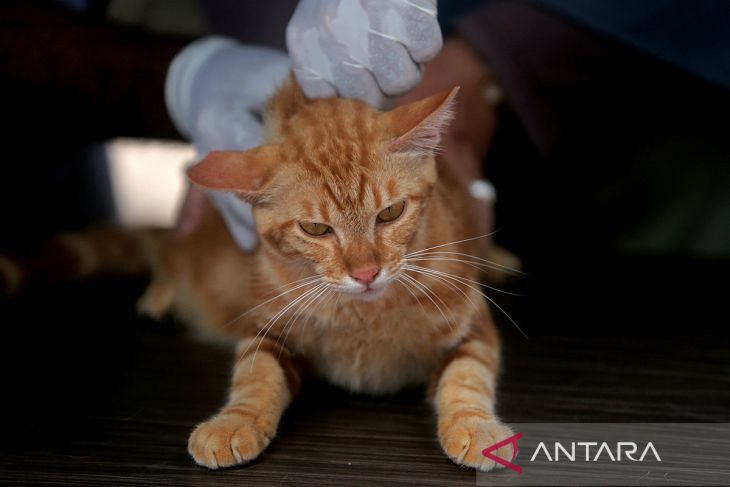 FOTO - Aceh luncurkan klinik hewan keliling