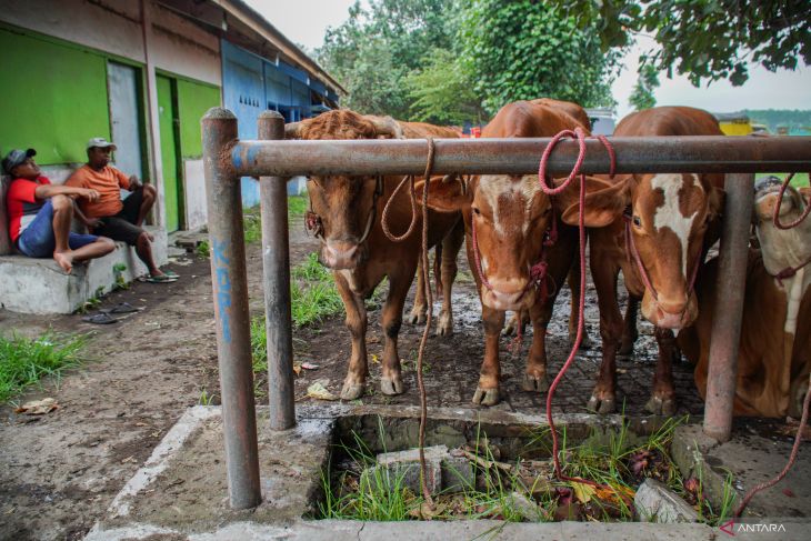 Kementan selidiki kasus penyakit mulut di Lumajang