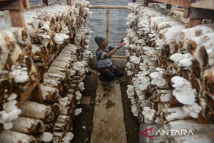 Budi daya jamur tiram di Kota Serang