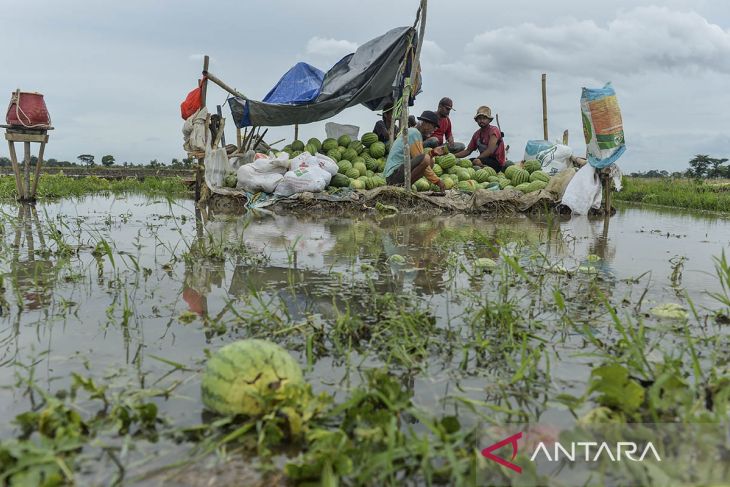 Panen dini semangka terdampak banjir