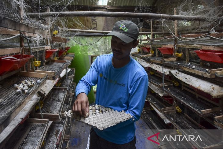 Petani milenial pemasok pangan makan bergizi gratis