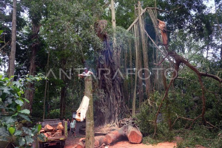 Imbas dua WNA meninggal, objek wisata Monkey Forest ditutup sementara