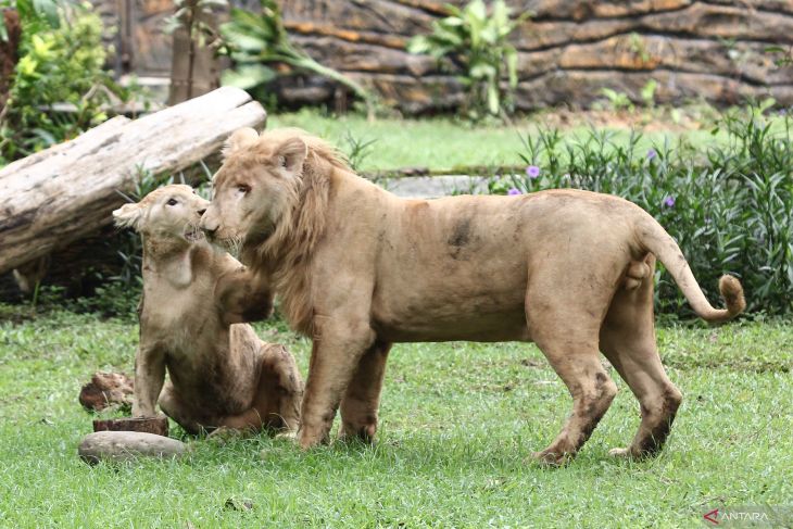 Koleksi baru singa putih di Kebun Binatang Surabaya