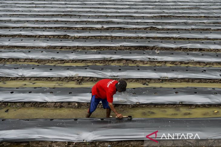 Penggunaan plastik mulsa untuk pertanian