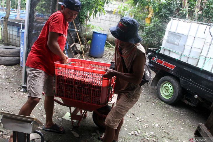 Budi daya lele sistem air mengalir di Ngawi