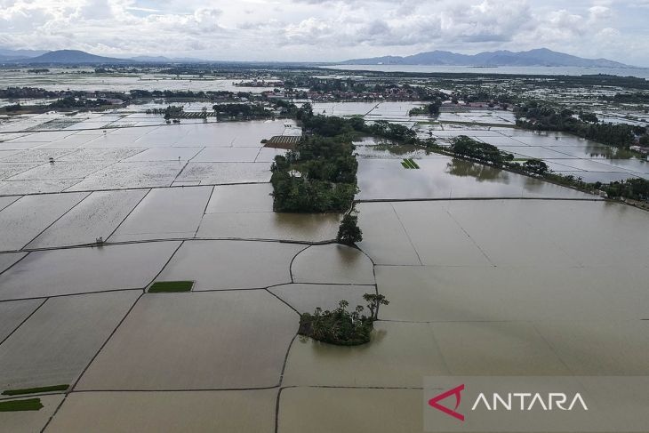 Ribuan hektare sawah terendam banjir di Banten