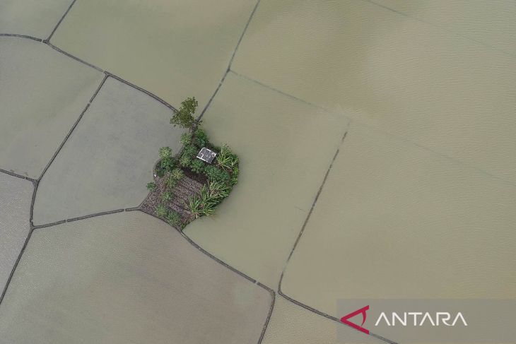 Ribuan hektare sawah terendam banjir di Banten