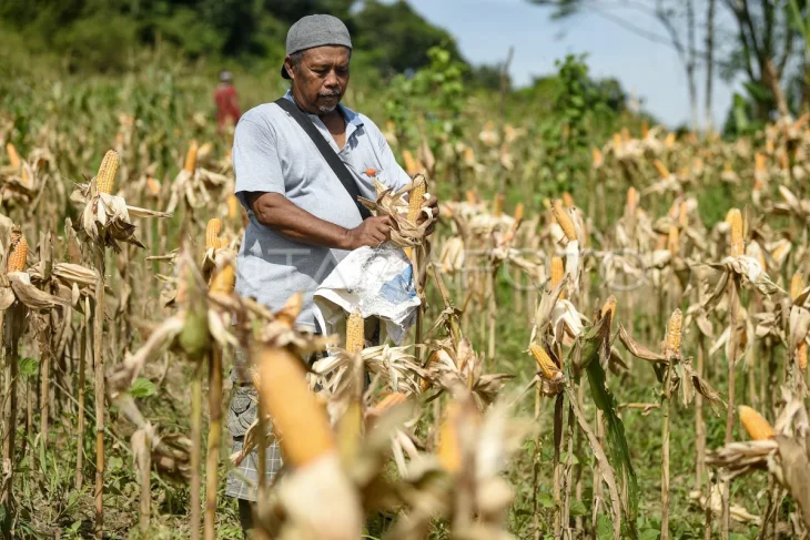 Panen jagung di bekas lahan tambang batu bara