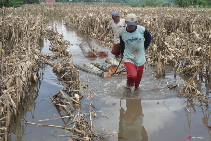 Dampak sawah terendam banjir di Tulungagung