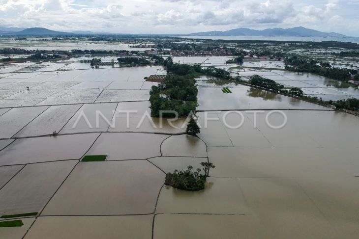 Ribuan hektare sawah terendam banjir, petani terancam gagal panen