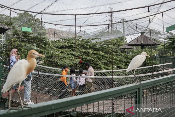 Destinasi wisata konservasi dan edukasi Jakarta Bird Land di Ancol