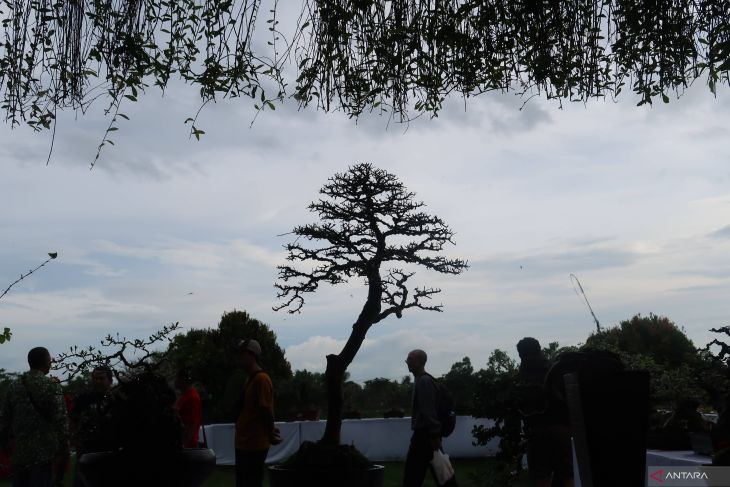 Pameran tanaman bonsai di Bandara Banyuwangi