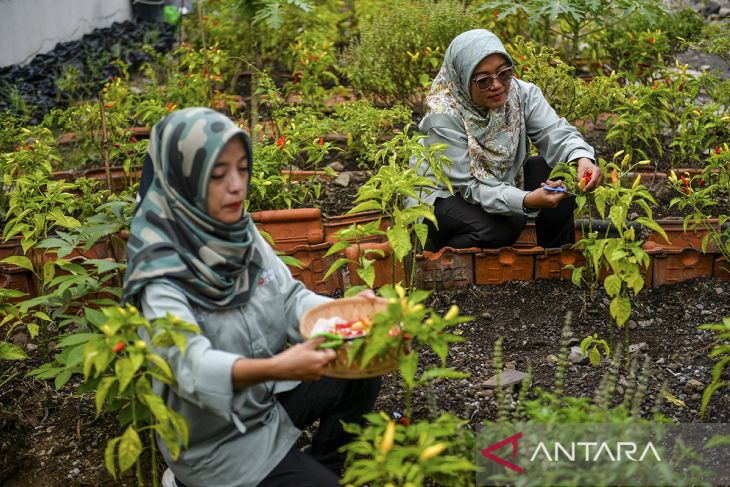 Panen sayur program ketahanan pangan di Bandung