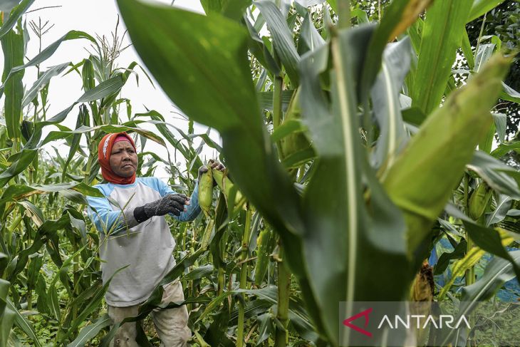 Kenaikan harga jagung manis jelang tahun baru