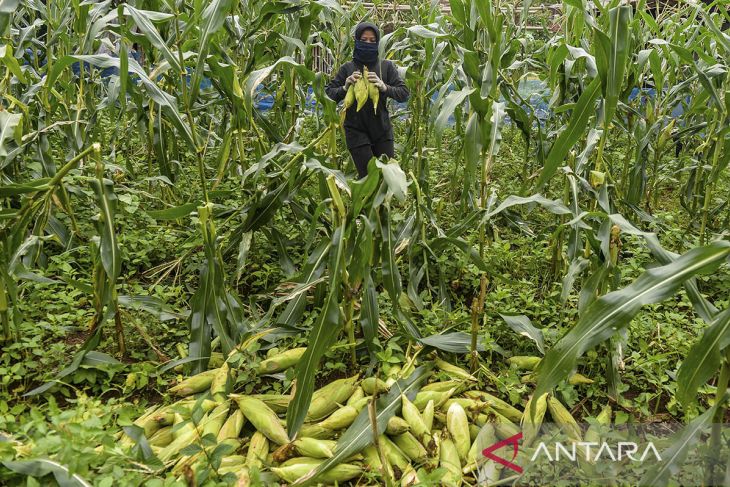 Kenaikan harga jagung manis jelang tahun baru