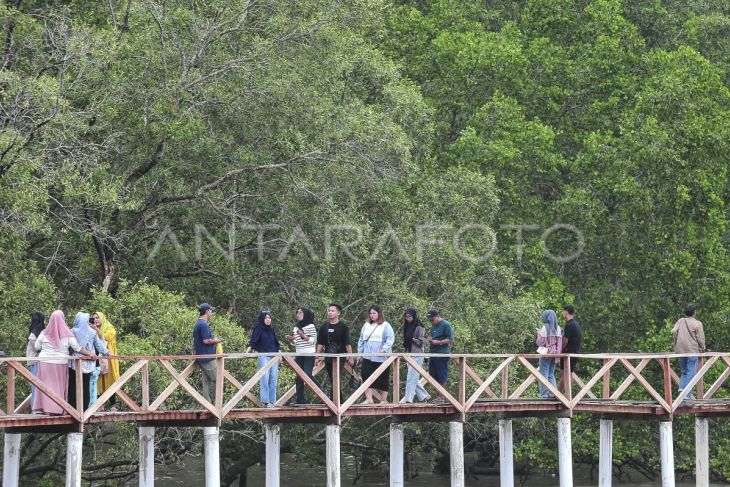 Wisata hutan bakau di Jambi