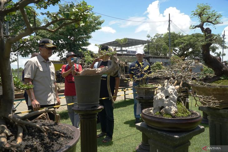 Pameran bonsai di Tulungagung